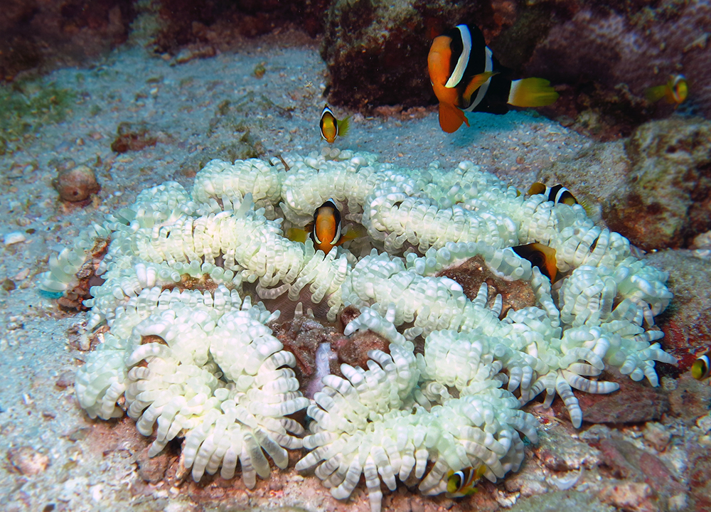All host anemones are susceptible to bleaching, and during the peak of heat year there could be reductions in the abundance of both the anemones and their resident clown fish